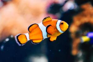 2021赛季西甲联赛版权,影响与挑战2021西甲联赛版权